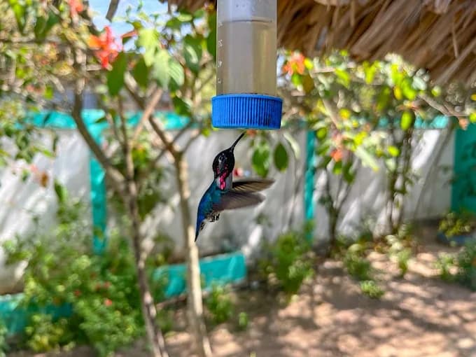 Casa de los Colibríes
